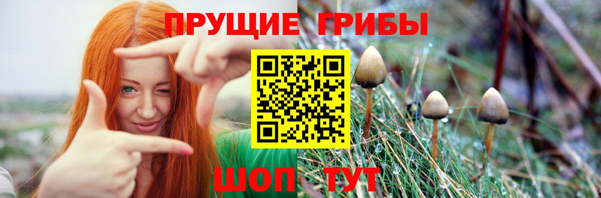 Новоалтайск  Псилоцибиновые грибы Psilocybe  Вход с VPN 